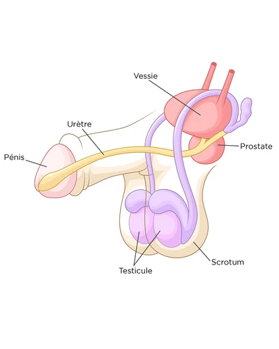 Squirt masculin et orgasme prostatique : explications et distinctions essentielles | Désirs coquins